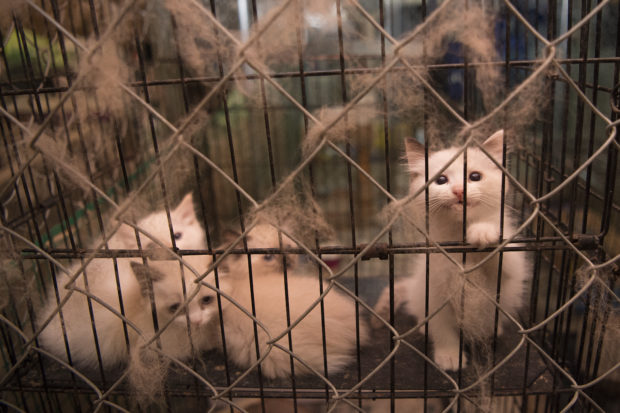 There were cats and even goats living in unsafe conditions at the puppy mill. Many animals had untreated medical issues and were in need of urgent veterinary care.
