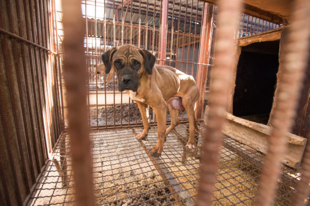 The dogs on meat farms live in small, barren cages, exposed to extremes of heat and cold, and they’re given meager rations, just enough to survive. Above, Florence, one of the rescued dogs, in her cage on the meat farm.