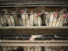 Massachusetts voters can clinch the case against farm animal confinement 