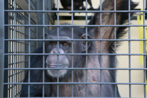 Nine lab chimps win lottery, move into new digs in Georgia