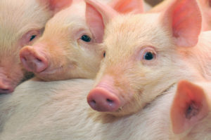Burger King says no more battery cages and gestation crates in Western Hemisphere