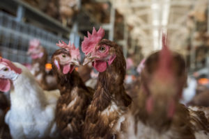 Breaking news: Latin American food giant goes cage-free