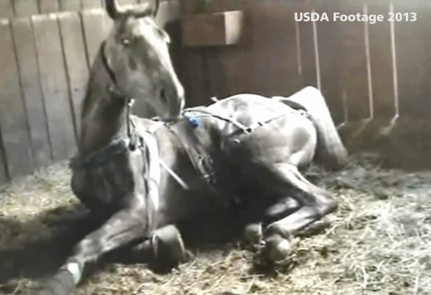 Video exposes cruelty by Tennessee walking horse trainer