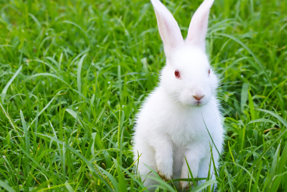 Breaking news: Taiwan votes to end cosmetics animal testing