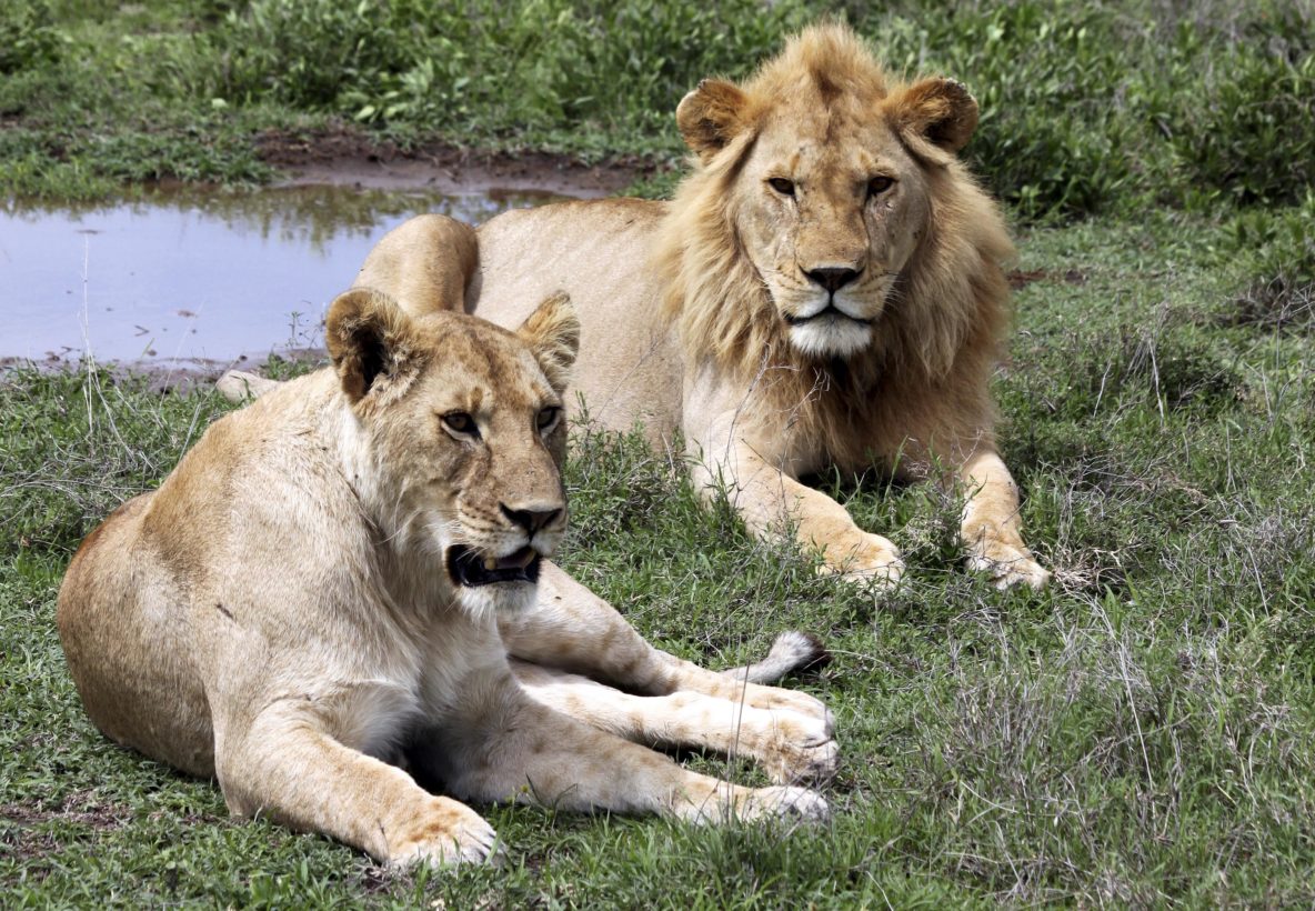 Breaking news: U.S. says `no way’ to trophy imports from South African canned lion hunts