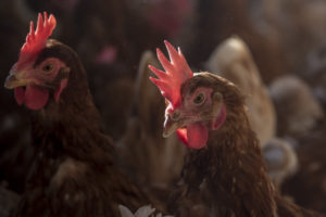 Federal appeals court tosses challenge to landmark California farm animal protection law