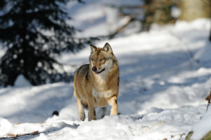 Wolf-killing plans stir in lame-duck session of Congress