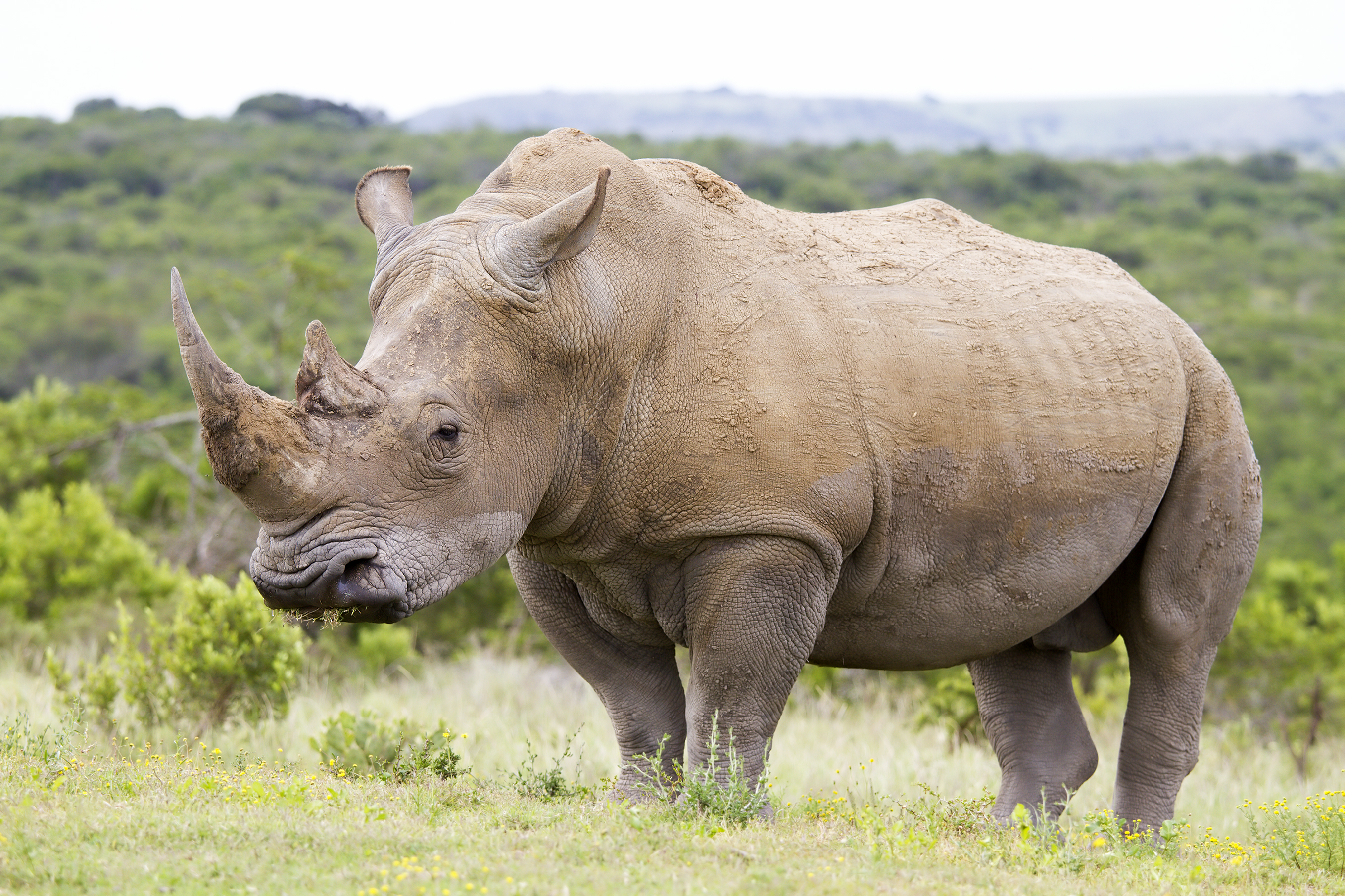 Страна носорогов. Белый носорог в Африке. Южный белый носорог. Белые носороги в ЮАР. Животные Африки носорог.