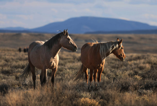 We successfully fought back the Wild Horse and Burro Advisory Board’s recommendation to euthanize 45,000 horses currently in holding facilities, and helped secure assurances from the Bureau of Land Management that no healthy horses are to be euthanized. 