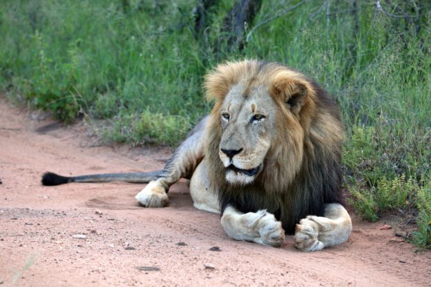 We’ve all but stopped the import of lion trophies into the United States after we got the U.S. Fish and Wildlife Service to list African lions as threatened or endangered across their range. 