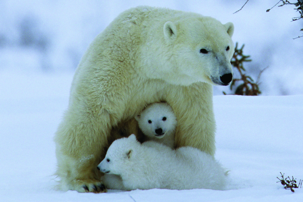 Polar bears in the crosshairs of denial and greed