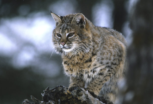 In New Hampshire, Iowa, and Vermont, we defeated measures to expand bobcat hunting. 