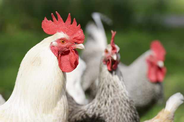We worked with Perdue, Panera Bread, Pret a Manger, Compass Group, Aramark, and Sodexo to create policies to reduce the suffering hens raised for their meat endure. 