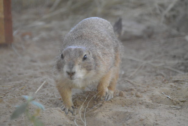 We had one of our best years saving prairie dogs yet with over 1600 prairie dogs saved and relocated to safe pastures. 