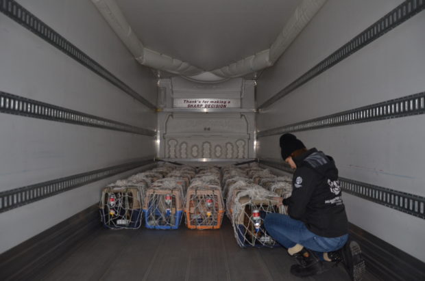 The dogs arrive at Toronto Pearson International Airport on Thursday night. In coming days they will travel to rescue groups and shelters in Ontario and Quebec where they will be placed for adoption.