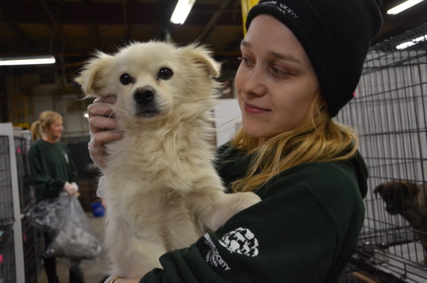 Today, these resilient dogs who survived the Yulin dog meat festival are receiving care at an HSI/Canada temporary shelter just outside Toronto, before traveling on to rescue groups and shelters in Ontario and Quebec where they will be placed for adoption. Above, HSI Campaign Manager Ewa Demianowicz with one of the rescued dogs.