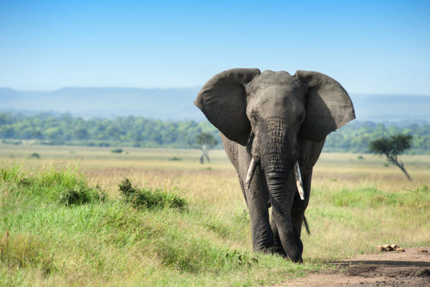 The U.S. Fish and Wildlife Service issued a final rule that will protect African elephants by curtailing the commercial ivory trade in the United States. 