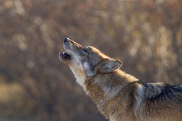 We blocked the inclusion of a rider to delist wolves in the Great Lakes and Wyoming in the federal omnibus spending bill this year. 