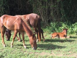 Riding to the rescue of Puerto Rico’s horses