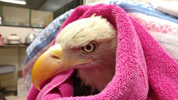 This bald eagle diagnosed with West Nile Virus received three weeks of intensive, hands-on care from the staff at our Fund for Animals Wildlife Center in Ramona, Calif., before he was released back into the wild.