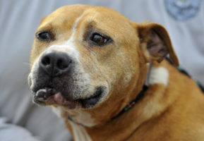 Mexico moves toward national ban on dogfighting