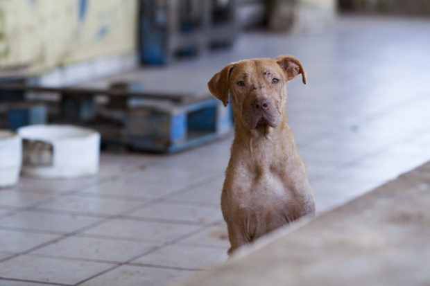 We will continue to upgrade animal protection in Puerto Rico, with our Humane Puerto Rico program. 