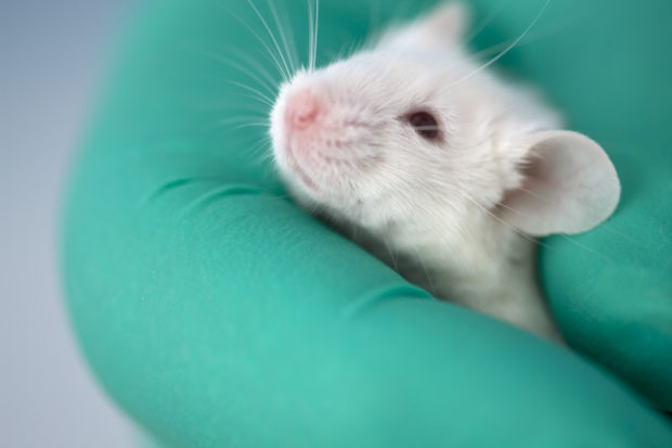 More than 100 million animals suffer and die each year in laboratories around the world. HSI’s team of scientists and policy experts work with countries everywhere to replace outdated animal tests with cutting-edge non-animal techniques. 