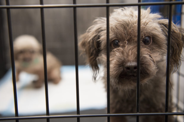 Arizona and Ohio passed laws preempting local ordinances that ban the sale of puppy mill dogs at pet stores. 