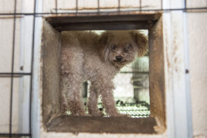 Ohio lawmakers crack down on cockfighting, bestiality, but give puppy mills a pass