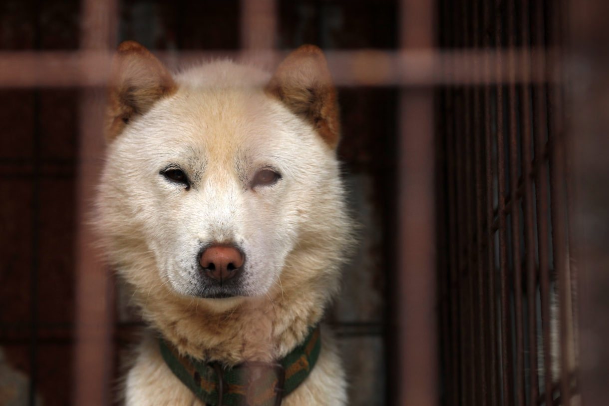 Breaking news: Massive South Korean dog market shuttered by city government
