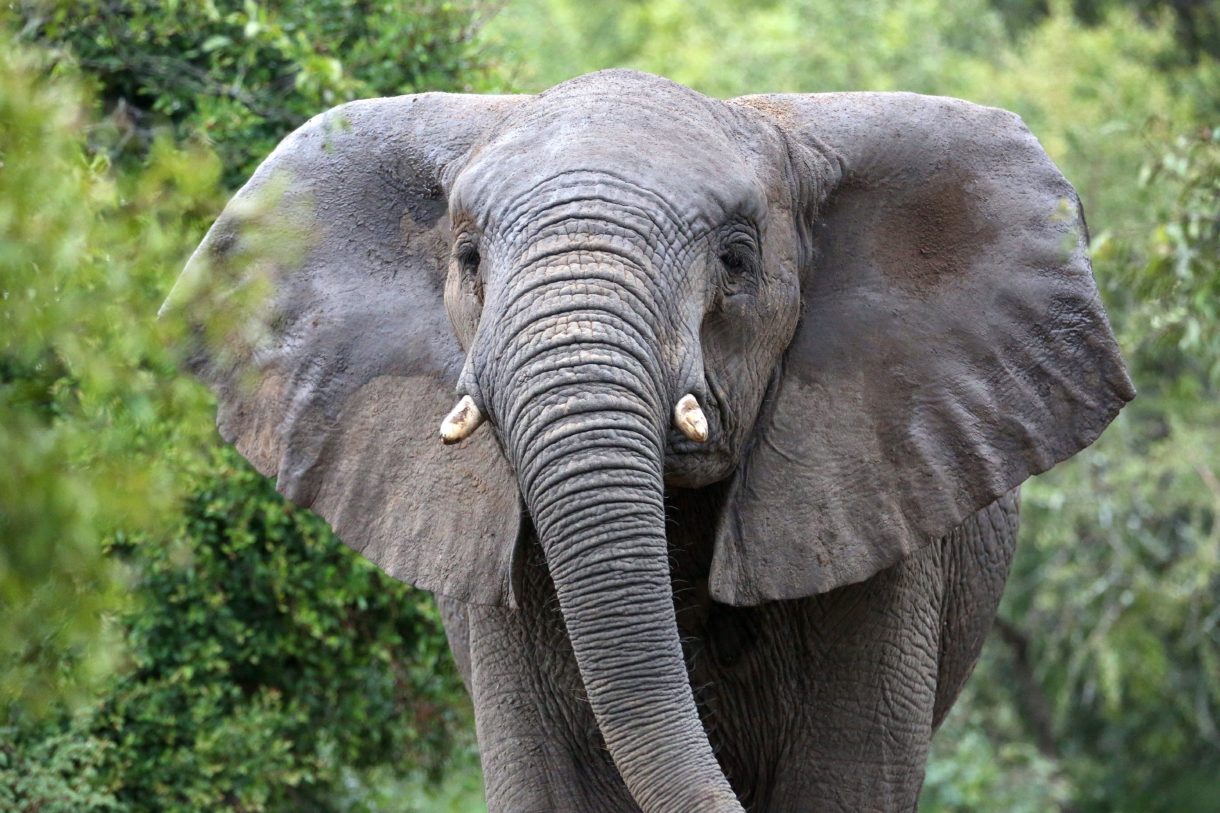 While China cracks down on ivory trade, U.S. House sets up attack on Obama-era rules