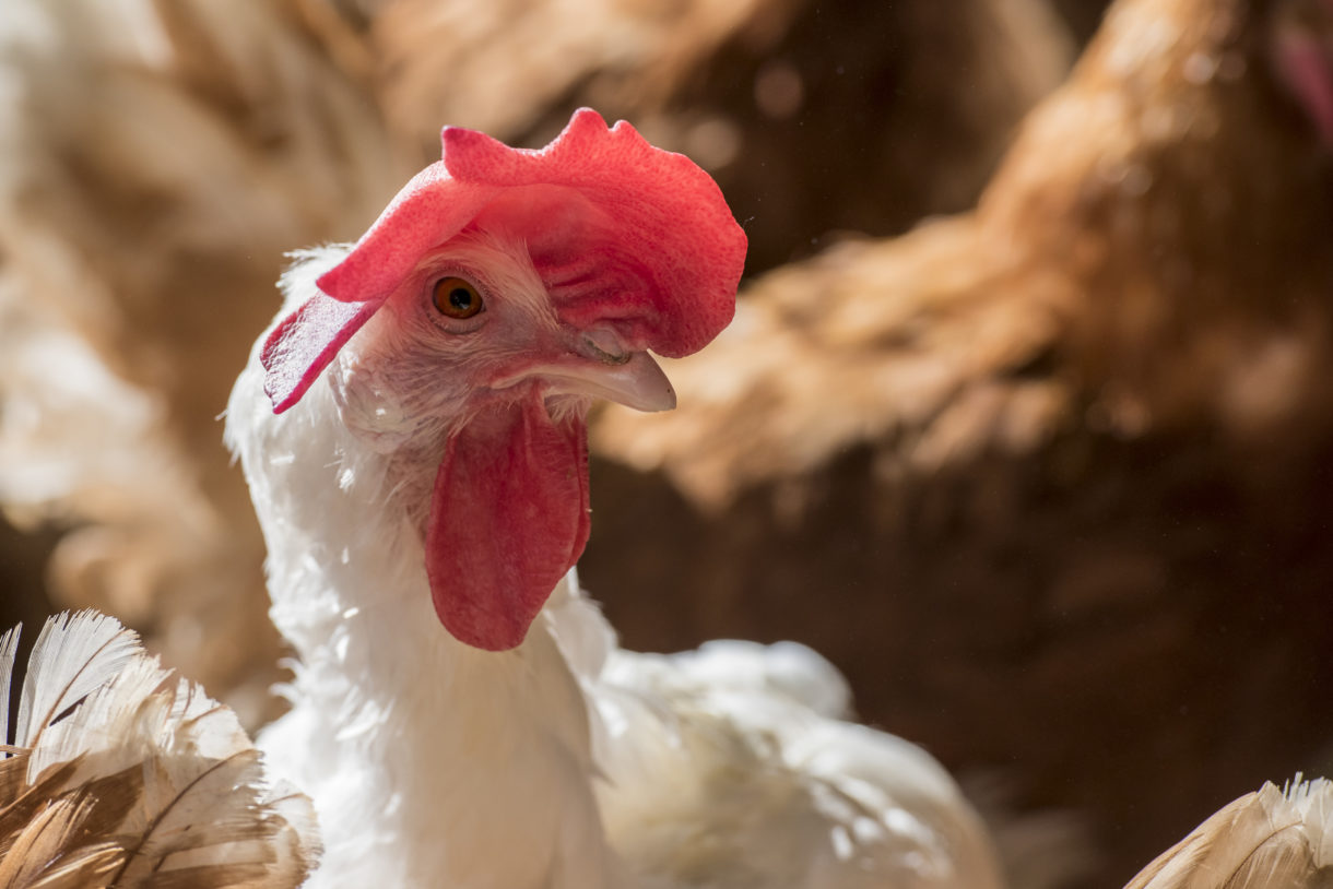 Unilever delivers on cage-free pledge three years ahead of schedule