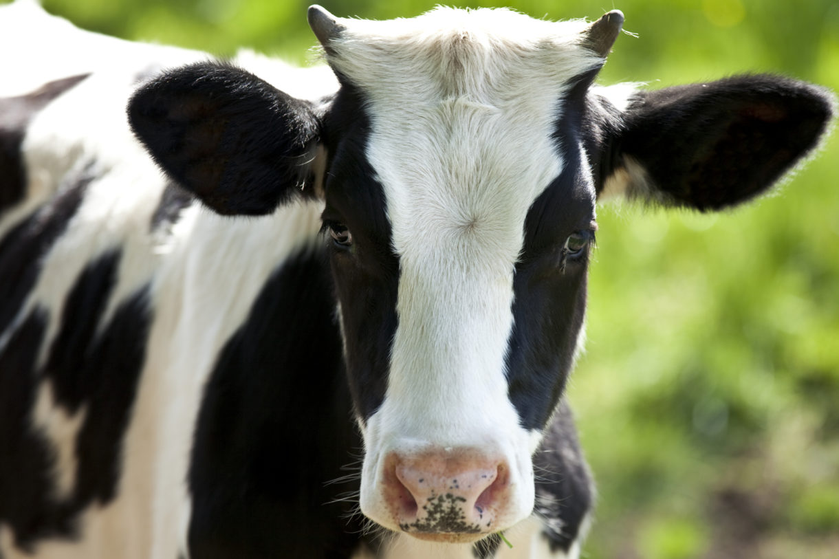 Breaking news: Obama Administration sets sweeping new standard for farm animal welfare