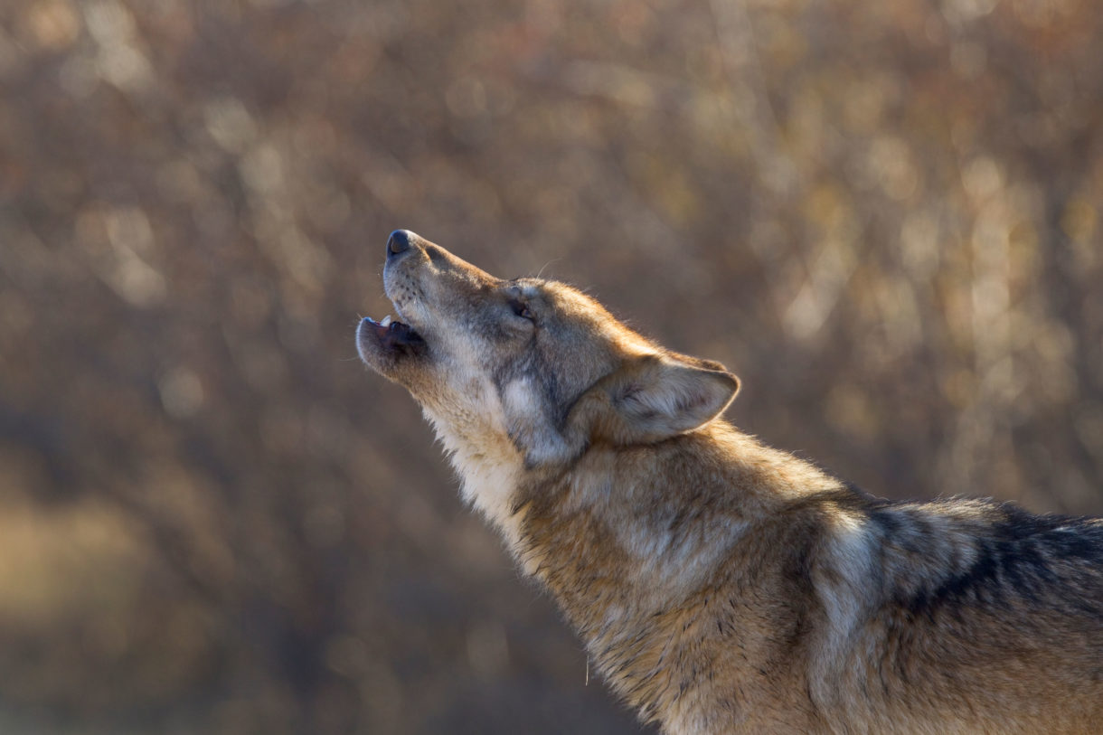 Political shots fired as American lawmakers renew war on wolves