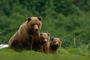 Breaking news: A six-month reprieve for Yellowstone’s grizzlies