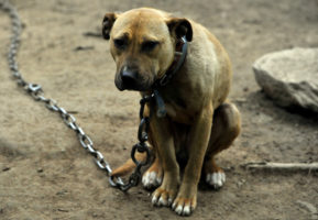 Mexico says ‘no mas’ to dogfighting