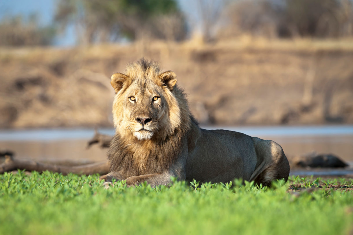 South Africa’s canned lion hunting industry cashes in on global trade in lion bones