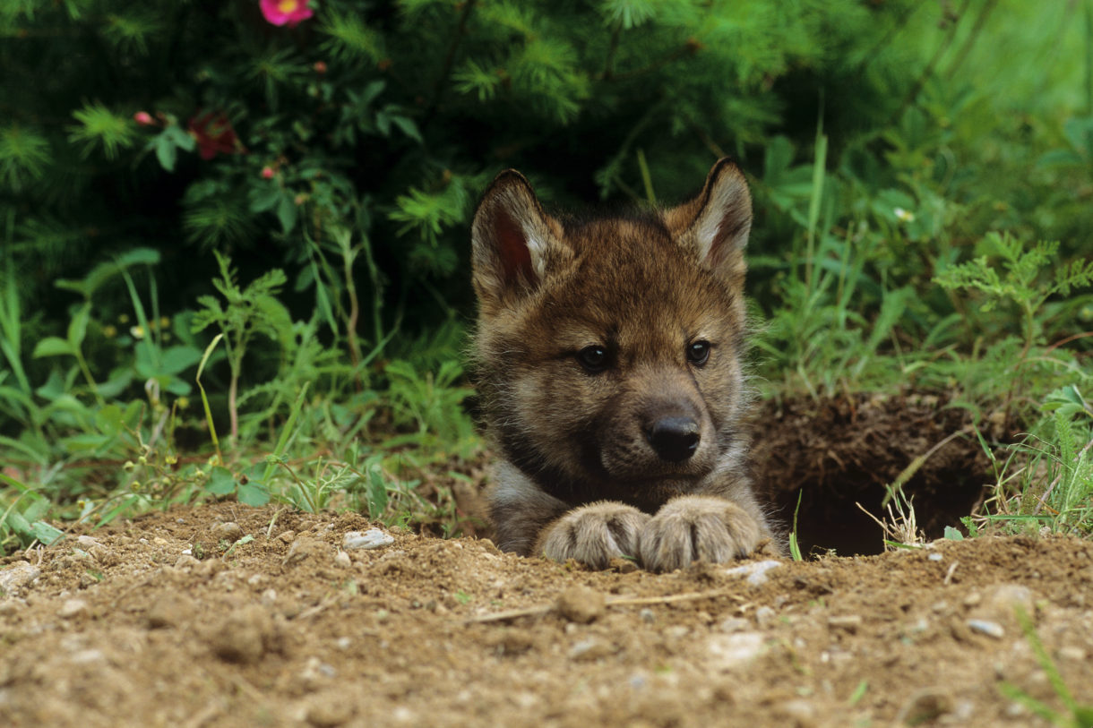 How to Destroy a Coyote Den 