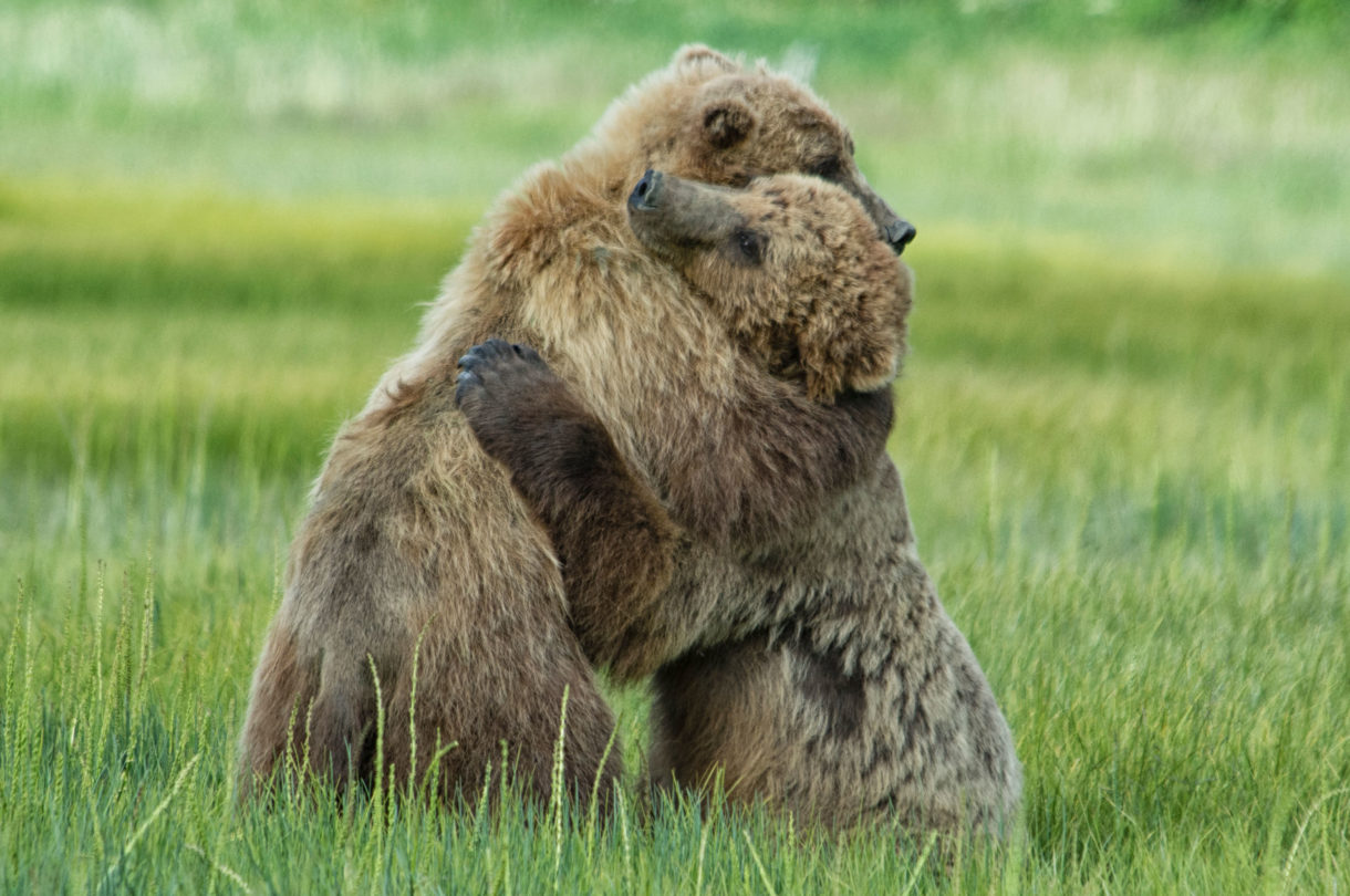 Urgent alert: Your help needed to stop Congress from sanctioning cruelty to wolves and grizzly bears on refuges in Alaska