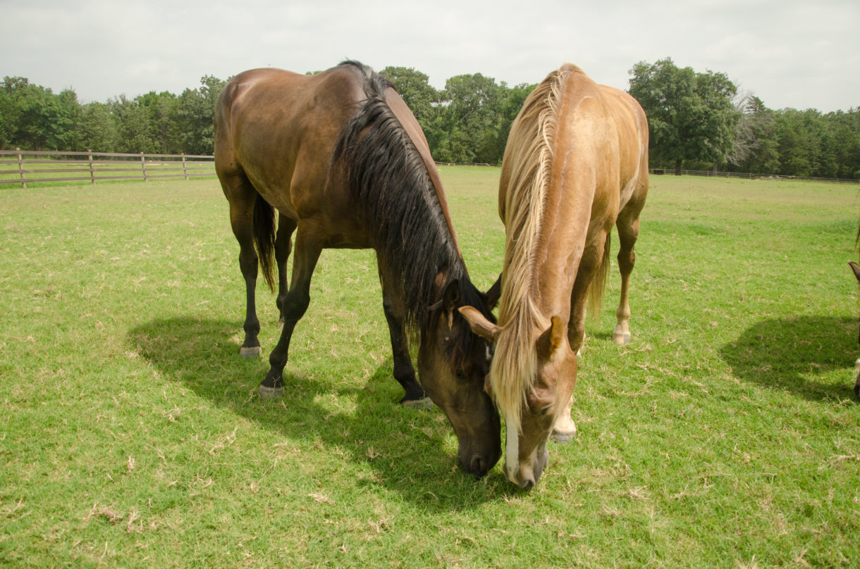 More than 150 Republican and Democratic lawmakers urge president to stop cruelty to horses
