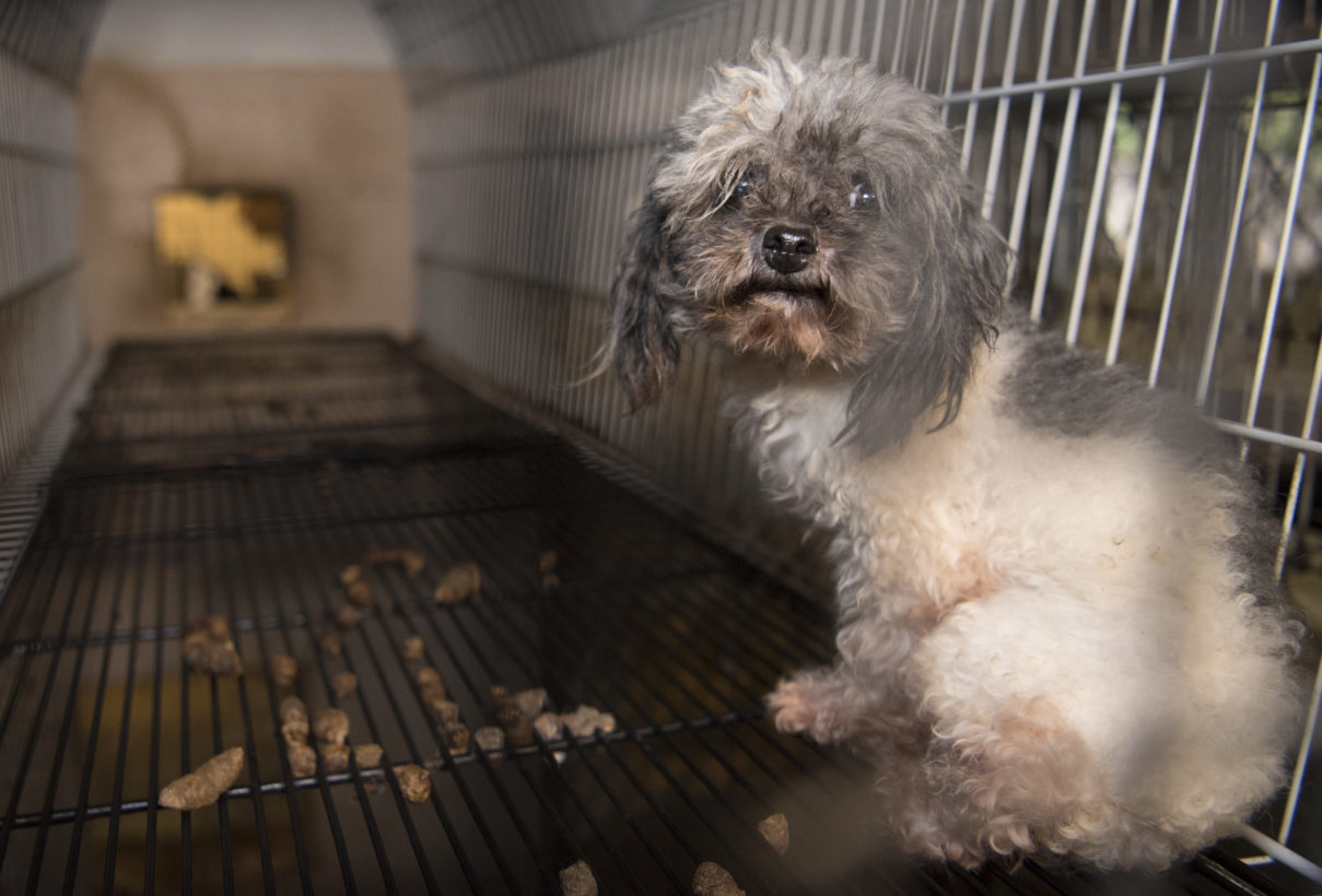 The HSUS challenges USDA over mass removal of animal welfare records · A  Humane World