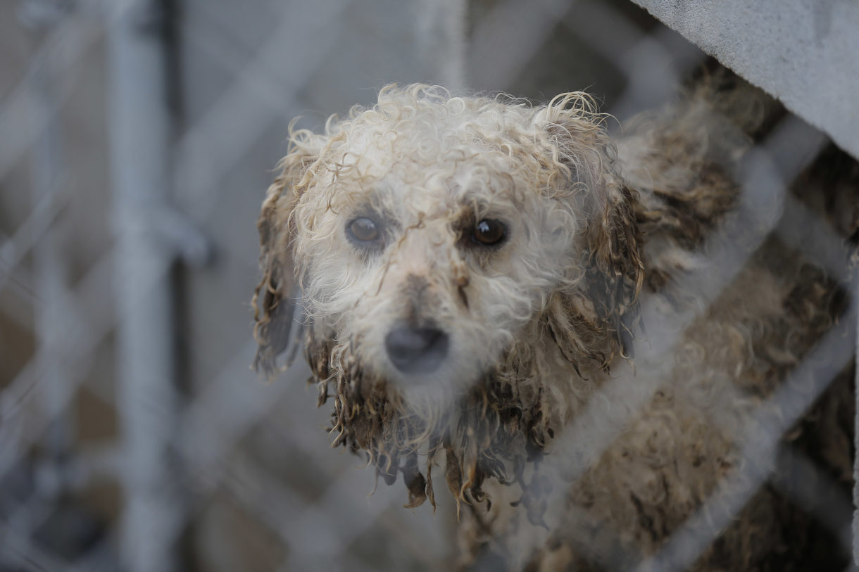 USDA bends to massive national campaign to restore animal care inspection  reports · A Humane World