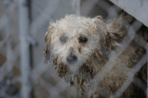 USDA bends to massive national campaign to restore animal care inspection reports