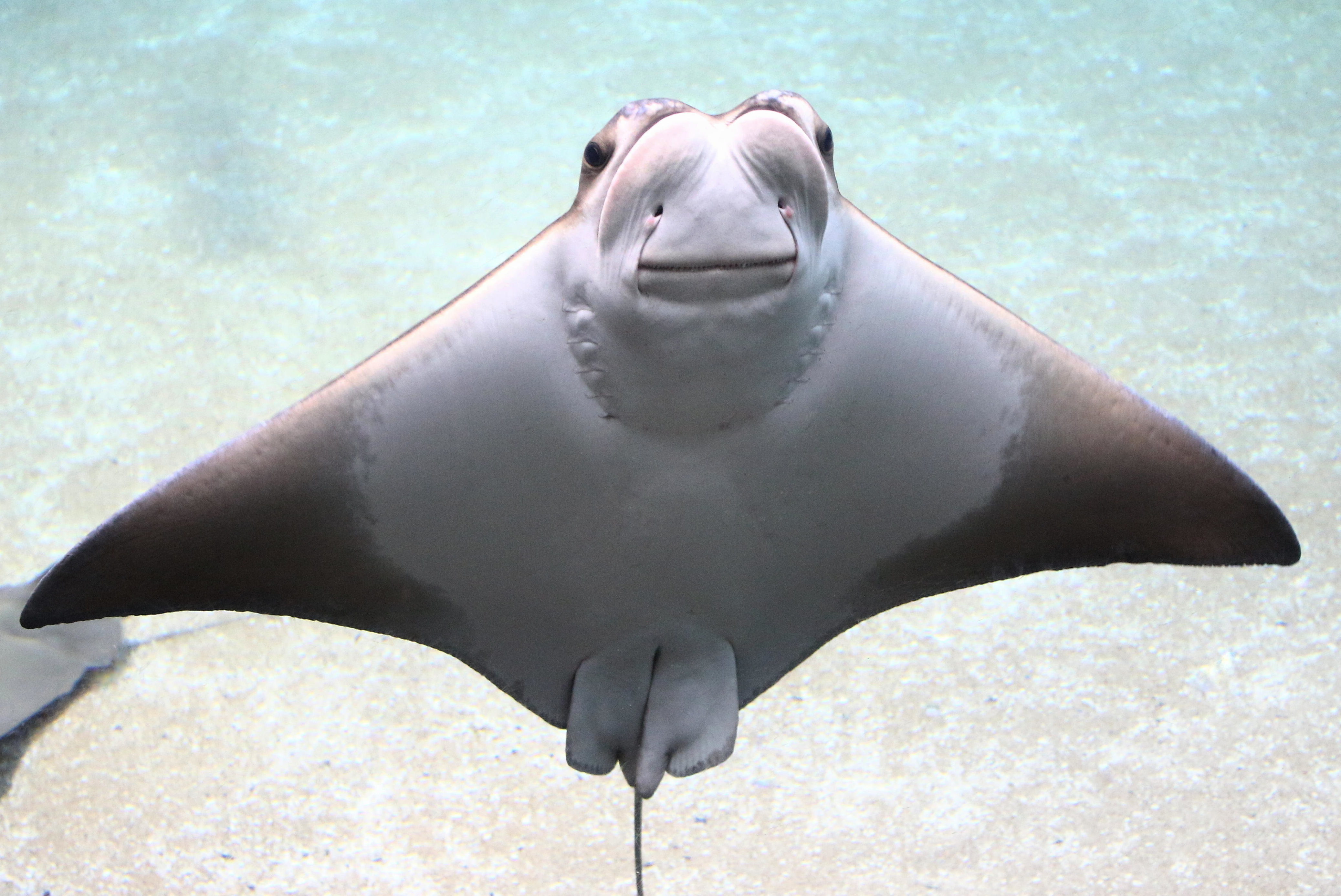 cownose ray plush