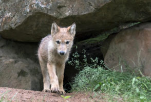 Federal appeals court likely to doom hundreds of wolves in Wyoming