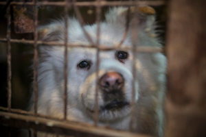 Lawmakers target dog meat trade in the United States