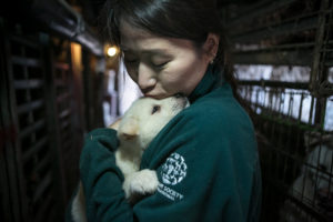 Humane Society International closes another dog meat farm in South Korea (our seventh)