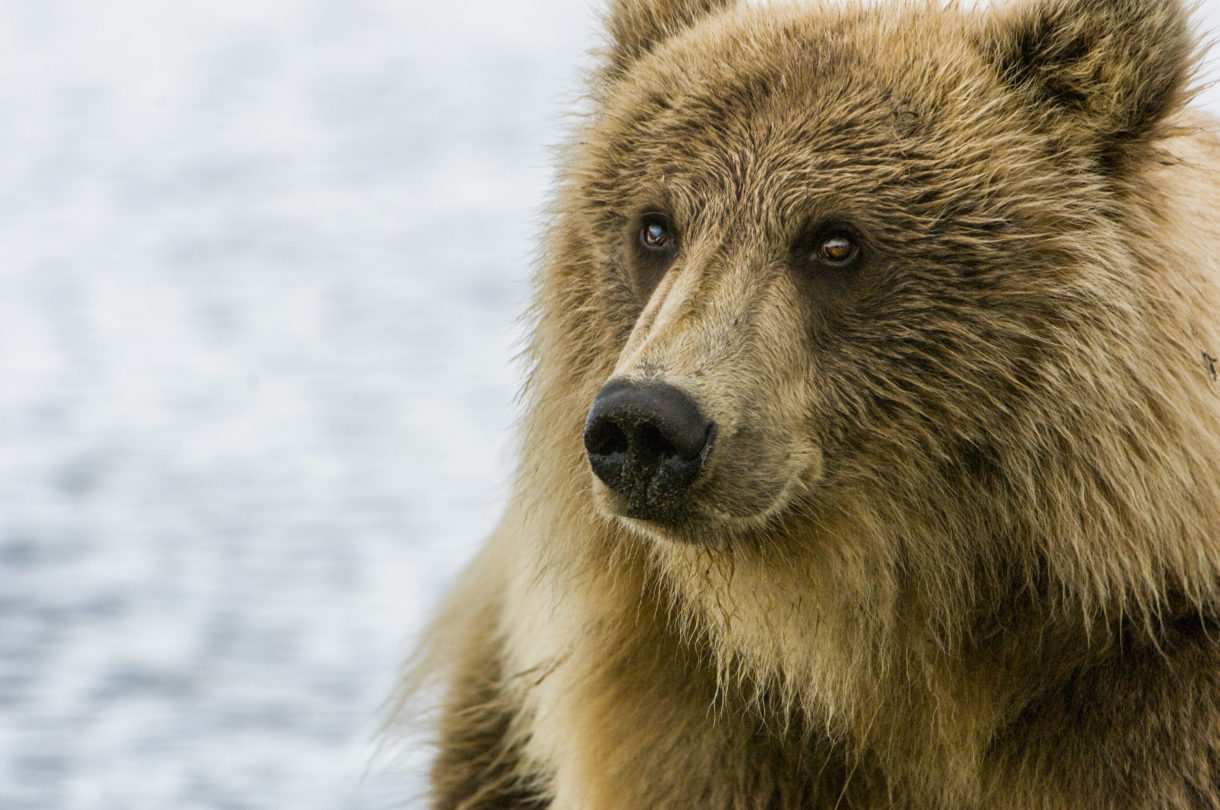 A Senate Republican attack on animals menaces grizzlies, wolves in Alaska