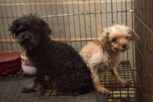 Federal court upholds New York City ban on puppy mill sales