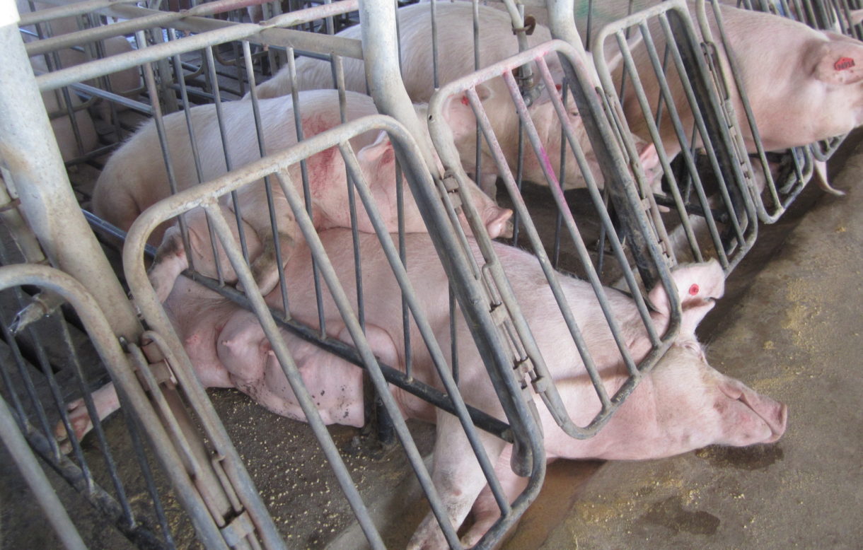 Animal factories exact enormous toll on local communities, taxpayers, and animals
